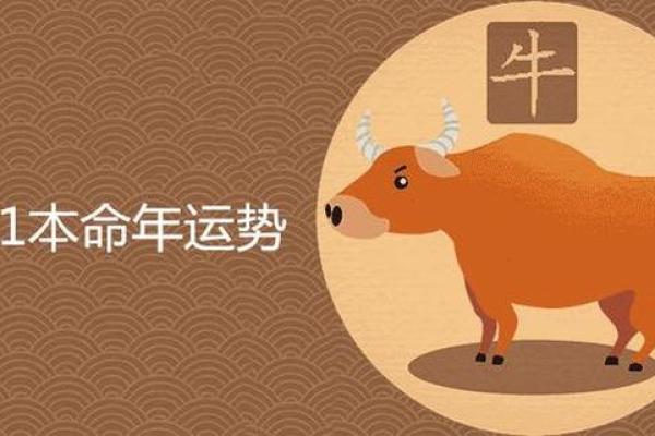 属牛的孩子2023年13岁，命运解析与人生启示