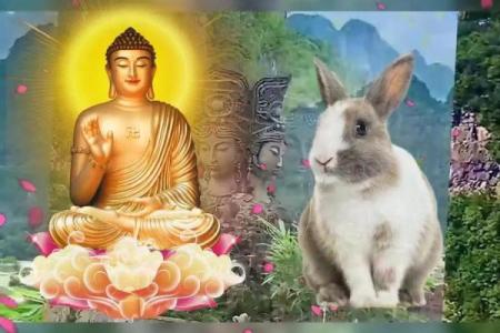 属兔的63年女性，命格与人生的最佳选择探寻