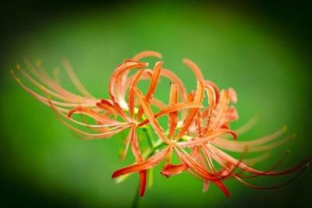 男生桃花入命的深层含义与象征解析