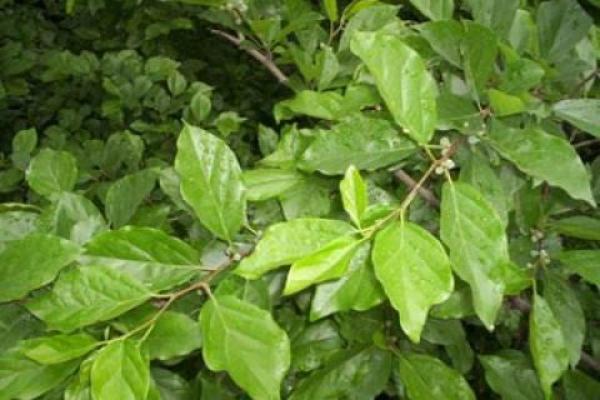 桑柘木命的土属性喜好：探索适合桑柘木命的优质土壤选择与养护技巧