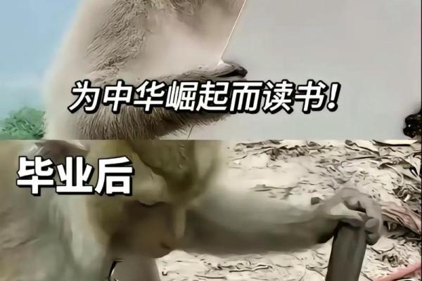 牛马命格的最佳生肖选择：探寻运势之路