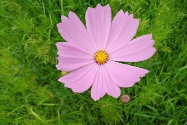 石榴木命的人适合背什么包,时尚与运势双丰收! 石榴木命的人适合背什么包,时尚与运势双丰收!