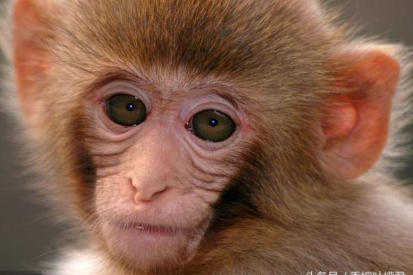 属猴的1968年，命与运的深刻探索