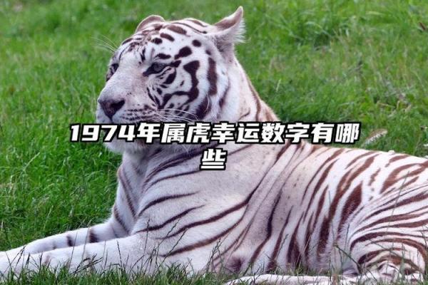 属虎人如何在千万大奖中赢得命运的转机 属虎人如何在千万大奖中赢得命运的转机