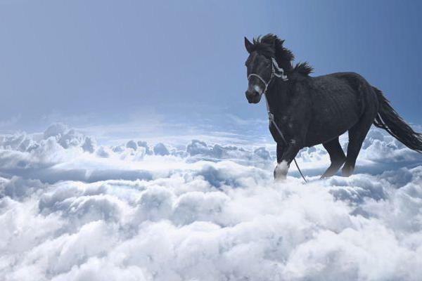 属马人的命运解析:天马行空,勇敢逐梦的生活之道 属马人的命运解析:天马行空,勇敢逐梦的生活之道