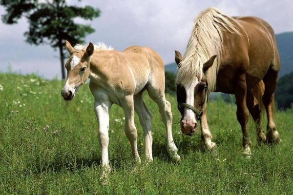 属马人的命运解析:天马行空,勇敢逐梦的生活之道 属马人的命运解析:天马行空,勇敢逐梦的生活之道