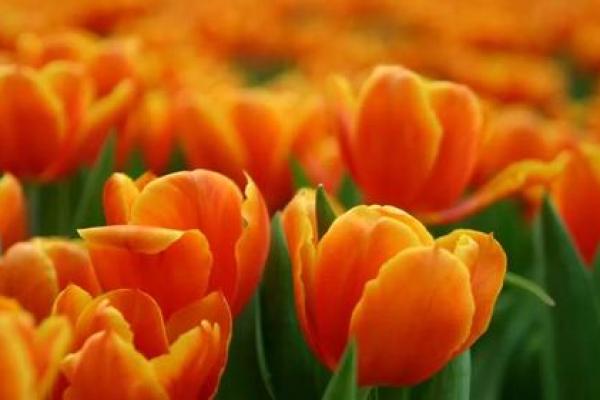 山头火命适合的颜色:为你点燃生活的灵感与活力 山头火命适合的颜色:为你点燃生活的灵感与活力