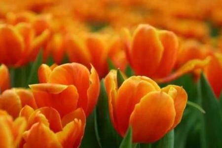 山头火命适合的颜色：为你点燃生活的灵感与活力