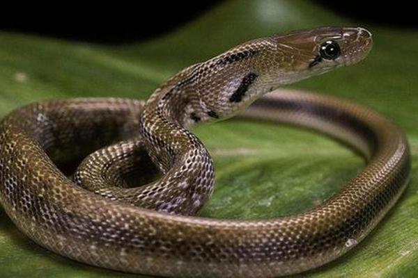 蛇女命运：不同时辰出生的影响与分析