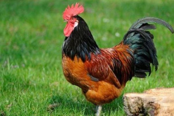 属鸡41岁,命运如何?揭秘命理中的鸡年运势与性格分析! 属鸡41岁,命运如何?揭秘命理中的鸡年运势与性格分析!