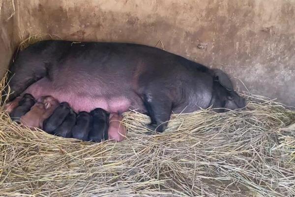 生肖虎人的内心关注:什么才是真正的幸福? 生肖虎人的内心关注:什么才是真正的幸福?