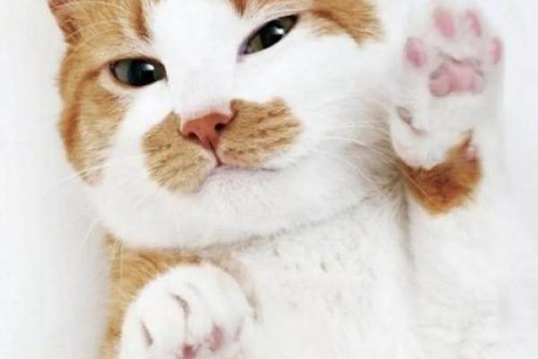 属兔五月初八出生的人命理解析与性格特点 属兔五月初八出生的人命理解析与性格特点