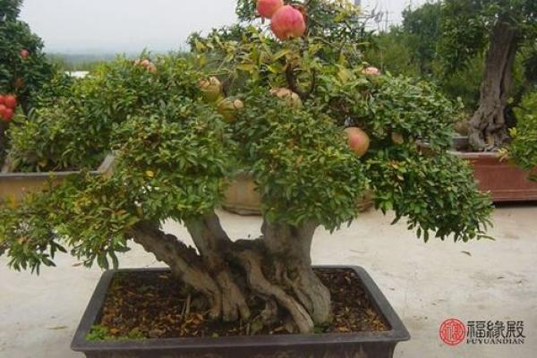 石榴木命与最佳婚配:探索命理中的完美结合 石榴木命与最佳婚配:探索命理中的完美结合