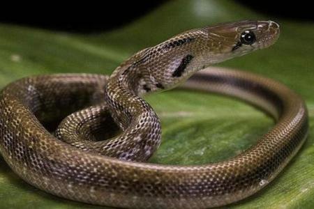 蛇女命运：不同时辰出生的影响与分析