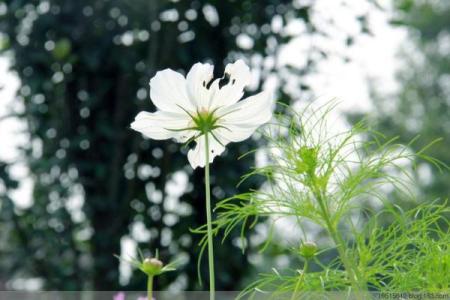 命里缺木的女孩：小名的灵动之美