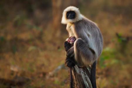 属猴二月出生的命理解析：智勇双全的幸运之星