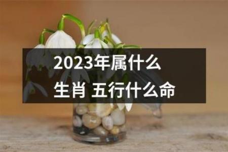 属兔人8月23日命理解析：从五行看其性格与运势