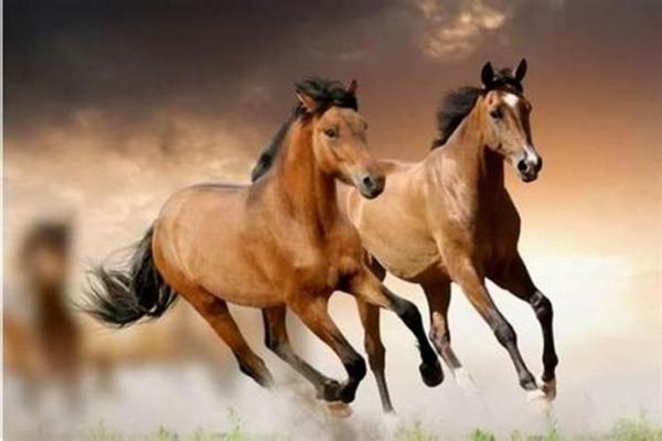 属马命天注定:探索马年人的命运与性格特征 属马命天注定:探索马年人的命运与性格特征