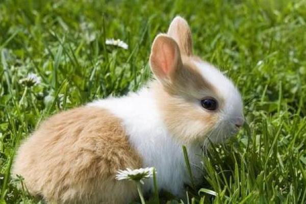 属兔火命的朋友如何选择适合的物品，让生活更加顺利！