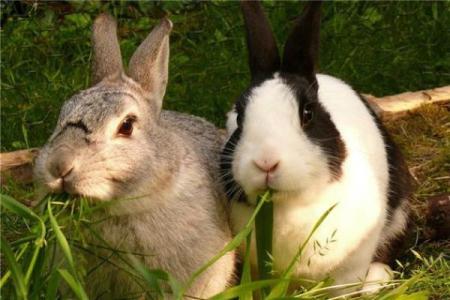 属兔火命的朋友如何选择适合的物品，让生活更加顺利！