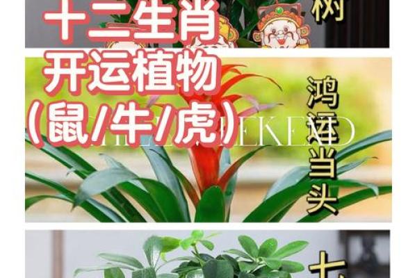 生肖虎的五行属性与命理解析——探秘虎年人的命运之旅