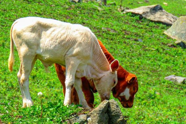 属猪丑时牛进食的命理解析与生活启示 属猪丑时牛进食的命理解析与生活启示