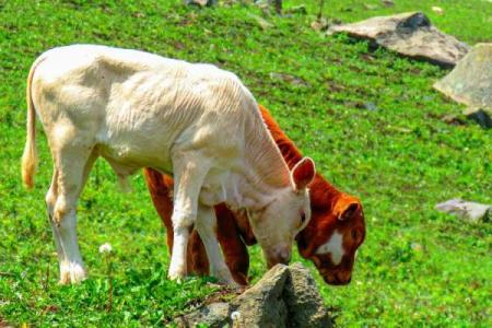 属猪丑时牛进食的命理解析与生活启示