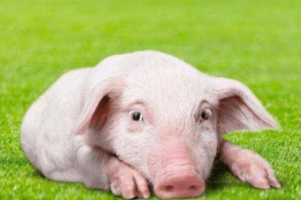 属猪的人生与命运:解析猪拱槽的象征意义与人生启示 属猪的人生与命运:解析猪拱槽的象征意义与人生启示