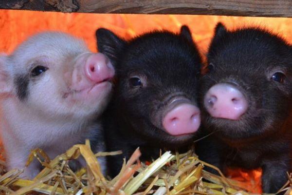 属猪的人生与命运:解析猪拱槽的象征意义与人生启示 属猪的人生与命运:解析猪拱槽的象征意义与人生启示