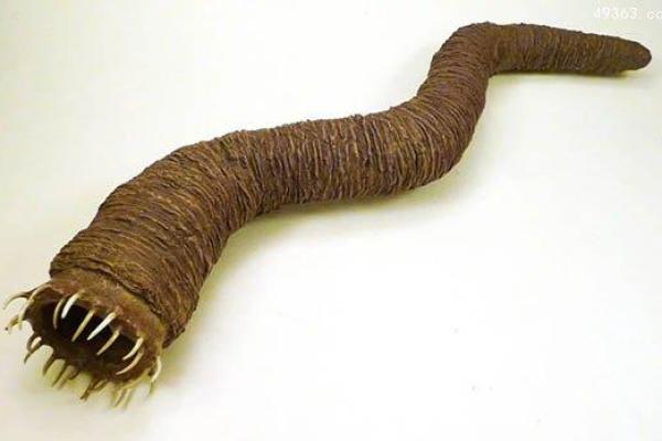 揭秘正宗盲派命理:神秘而真实的命运之道 揭秘正宗盲派命理:神秘而真实的命运之道