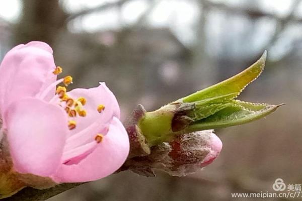 三月初一出生的人:命运与性格的深度解析 三月初一出生的人:命运与性格的深度解析
