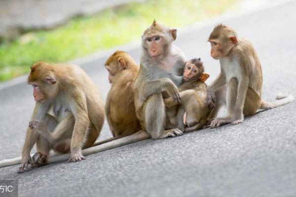 属猴七月出生的命运解析：聪明灵巧的人生旅程