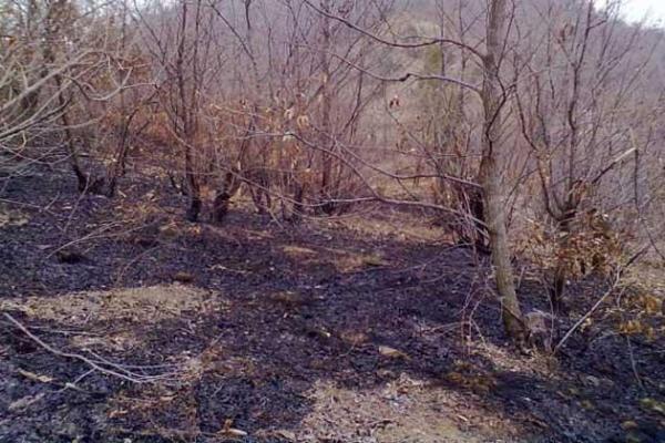 山头火命:与哪些命格相配,如何和谐共生? 山头火命:与哪些命格相配,如何和谐共生?