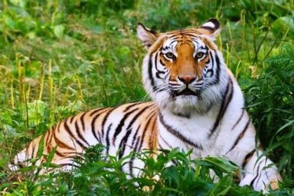 属虎的人命运究竟好不好？解密十二生肖中的老虎魅力