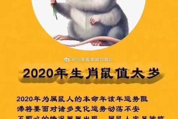 属鼠人的前世命运揭秘:聪明灵动的轮回之旅 属鼠人的前世命运揭秘:聪明灵动的轮回之旅