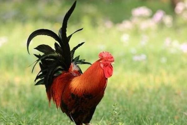 2005年属鸡人命理分析：揭开不同命运的神秘面纱