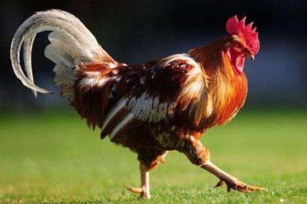 属鸡男石榴木命解析:智慧与坚韧的完美结合 属鸡男石榴木命解析:智慧与坚韧的完美结合