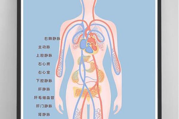 揭秘人体的第一生命线：血液的神秘与重要性