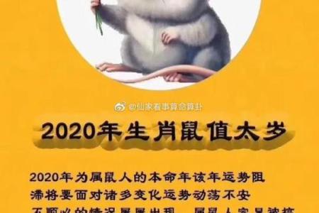 属鼠人的前世命运揭秘：聪明灵动的轮回之旅