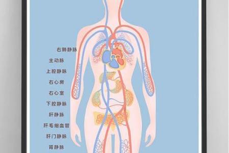 揭秘人体的第一生命线：血液的神秘与重要性