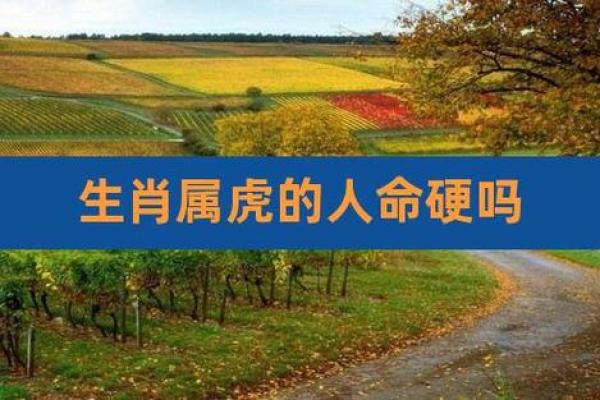 属虎水命与哪些命最为相配？深度解析生肖命理的完美结合！