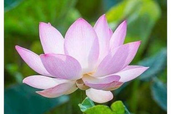 属牛之人九月二十四生，命中注定的智慧与坚韧！