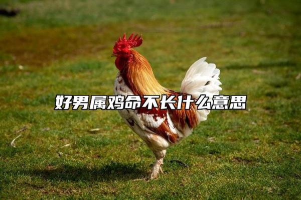 属鸡人在十一月份的命理解析与生活指南