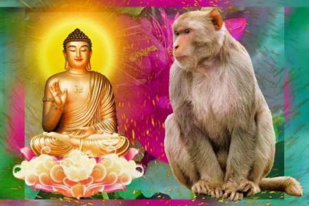 属猴的人在80年出生的命运分析：机智与挑战并存