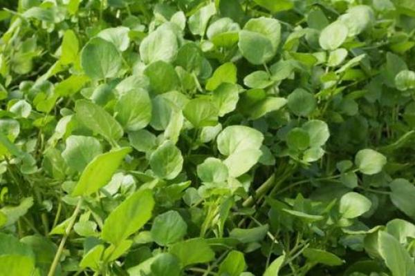 什么菜救了太阳的命：古老传说中的美味与智慧