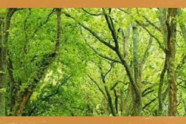 属牛桑柘木命最忌讳的人群解析，揭示你的命运之路