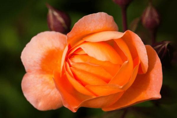 揭秘哪些生肖命格与婚姻不合，找到属于你的幸福之路！