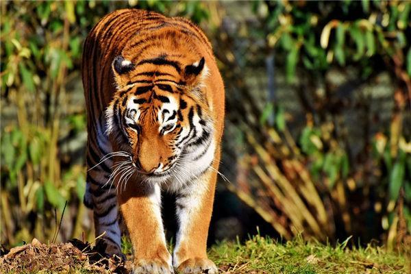 属虎十一月出生的人命运解析及吉祥风水建议 属虎十一月出生的人命运解析及吉祥风水建议