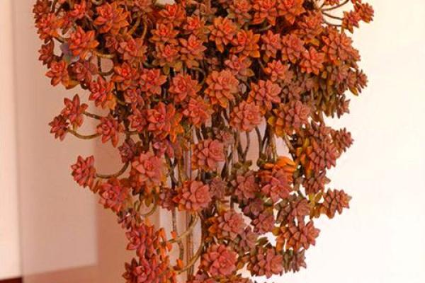 石榴木命的幸福秘诀:如何让你的生活更加旺盛 石榴木命的幸福秘诀:如何让你的生活更加旺盛