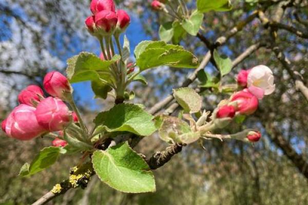 什么树能救人一命？探索自然的奇迹与人类的连接